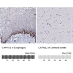 Anti-CAPNS2 Antibody