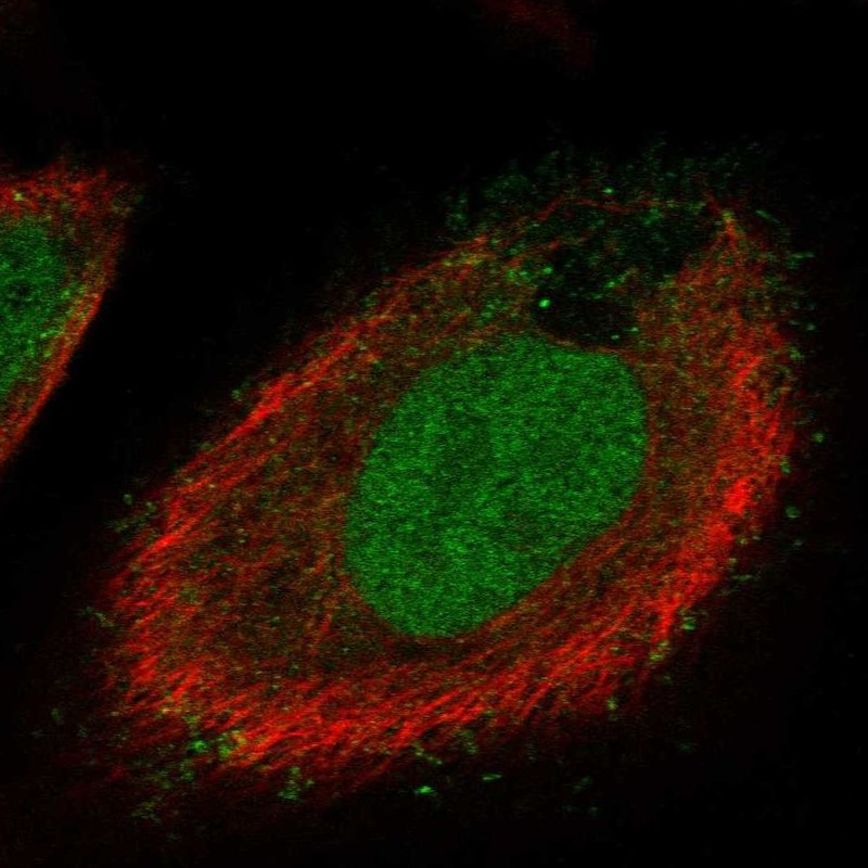 Anti-C20orf173 Antibody