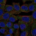 Anti-STAC2 Antibody