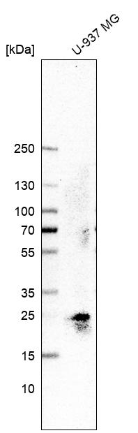 Anti-TMED3 Antibody