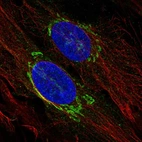 Immunofluorescent staining of human cell line BJ shows localization to the Golgi apparatus.