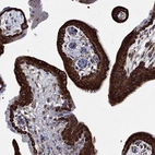 Immunohistochemical staining of human placenta shows high expression.