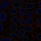 Immunofluorescent staining of human cell line RT4 shows localization to nuclear membrane.