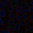 Immunofluorescent staining of human cell line RT4 shows localization to nuclear membrane.
