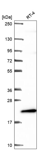 Anti-MRPL58 Antibody