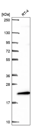 Anti-MRPL58 Antibody