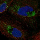 Immunofluorescent staining of human cell line U2OS shows localization to mitochondria.