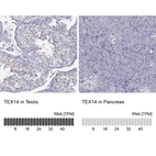Anti-TEX14 Antibody