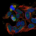 Anti-RASSF4 Antibody