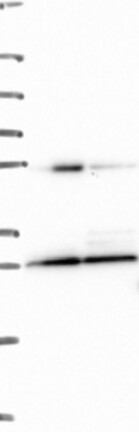 Anti-EIF4E2 Antibody