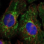 Immunofluorescent staining of human cell line U-2 OS shows localization to mitochondria.