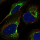 Immunofluorescent staining of human cell line U-2 OS shows localization to mitochondria.