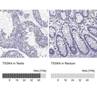 Anti-TSSK4 Antibody