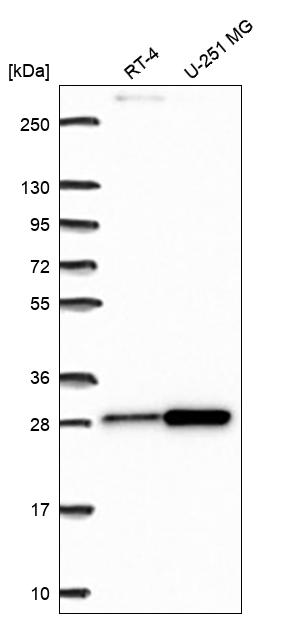 Anti-RPL10A Antibody