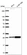 Anti-RPL10A Antibody