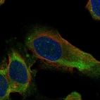 Immunofluorescent staining of human cell line U2OS shows localization to nucleoli & cytosol.