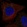 Anti-WBSCR28 Antibody