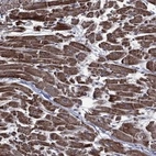 Anti-HTD2 Antibody