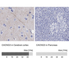 Anti-CACNG3 Antibody