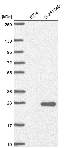 Anti-NCCRP1 Antibody
