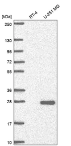 Anti-NCCRP1 Antibody