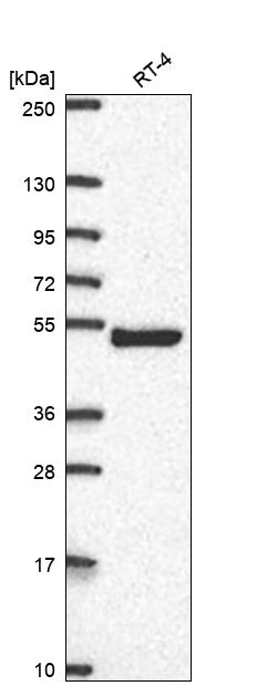 Anti-AP1M2 Antibody
