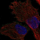 Immunofluorescent staining of human cell line PC-3 shows localization to vesicles.