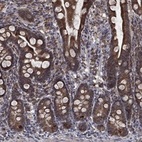Anti-ESRRA Antibody