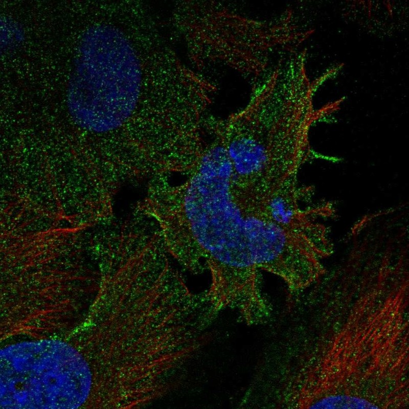 Anti-PCDHGC3 Antibody