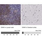 Anti-DOK3 Antibody