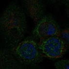 Anti-MTFP1 Antibody