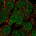 Anti-UBXN8 Antibody