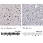 Anti-LRFN4 Antibody
