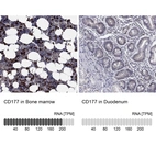 Anti-CD177 Antibody