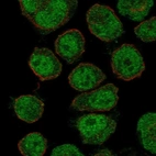 Anti-ZNF333 Antibody