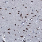 Anti-PNMA8A Antibody