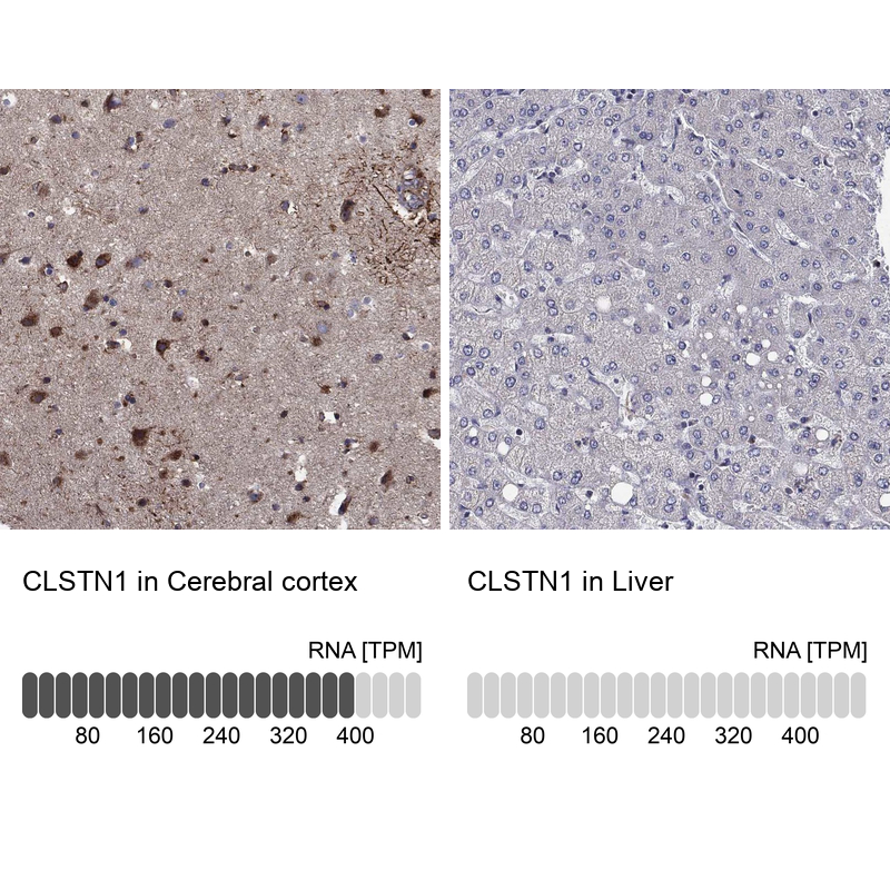 Anti-CLSTN1 Antibody