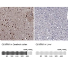 Anti-CLSTN1 Antibody