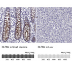 Anti-OLFM4 Antibody