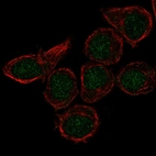 Anti-CX3CR1 Antibody