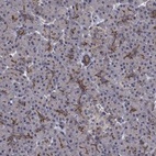 Anti-SLC7A1 Antibody