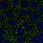 Anti-FCHO2 Antibody