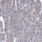 Anti-PDZD3 Antibody