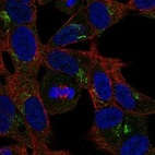 Anti-RELN Antibody