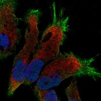 Anti-SLC4A8 Antibody