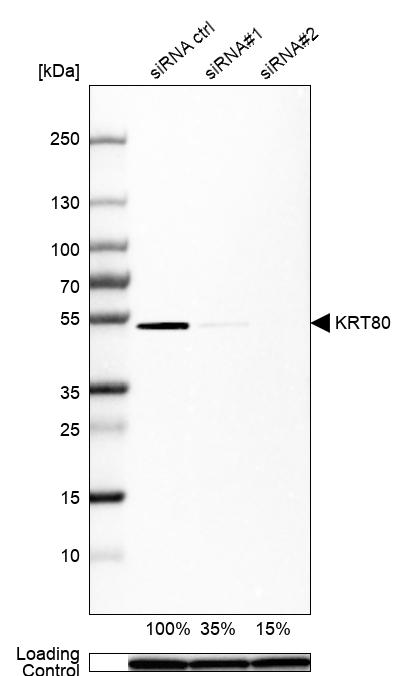 Anti-KRT80 Antibody