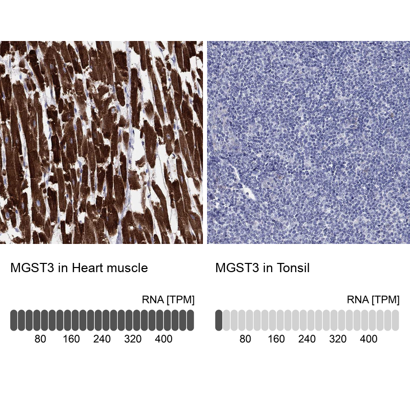 Anti-MGST3 Antibody