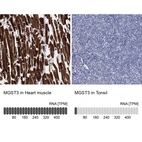 Anti-MGST3 Antibody