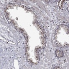Anti-PLPPR2 Antibody