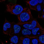 Immunofluorescent staining of human cell line HEK 293 shows localization to nucleoli fibrillar center.